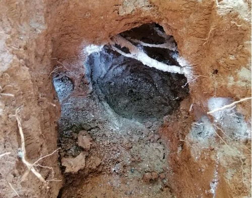 松滋家庭白蚁防治工程,楼房白蚁治理收费情况
