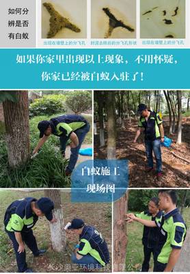 长沙灭白蚁公司为企业单位提供上门白蚁防治服务,长沙白蚁防治中心推荐