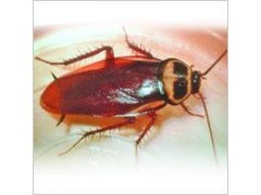闵行白蚁防治所021-54303723闵行杀虫公司_IT设备、数码产品其他_IT设备、数码产品、软件_供应_发吧信息网