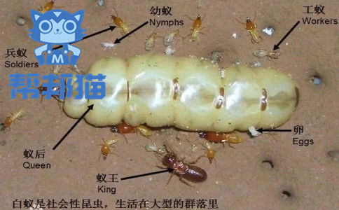 广州灭白蚁,如何除白蚁防治白蚁
