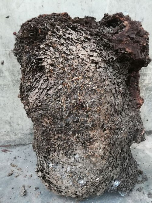 万宁白蚁防治小区除四害价格