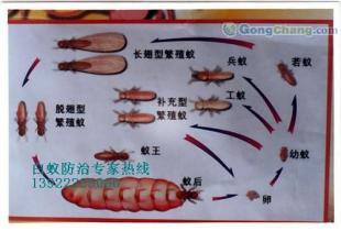 供应广州广州白蚁防治|广州白蚁防治所|广州白蚁防治中心|广州白蚁防治公司公司_纺织皮革_世界工厂网中国产品信息库