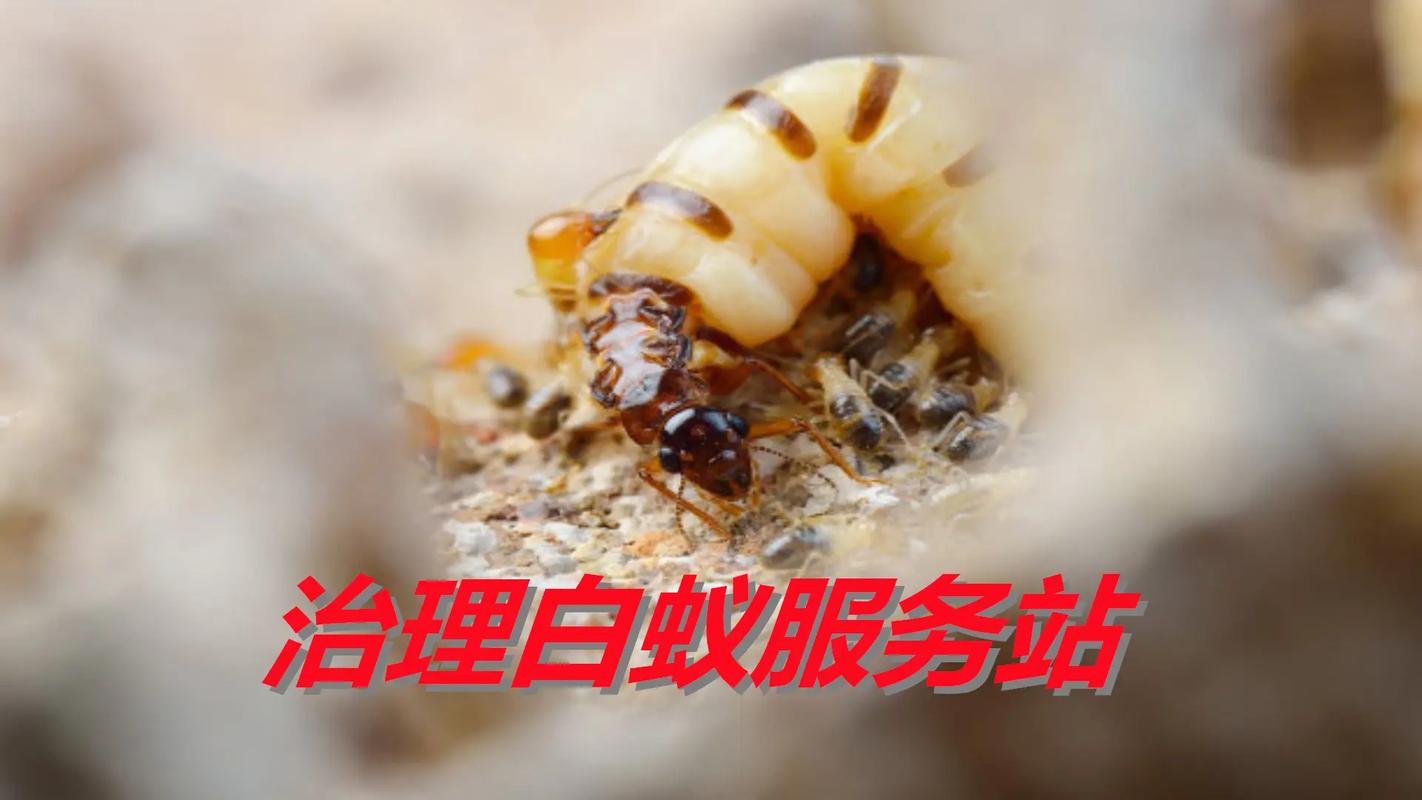 治理白蚁服务站