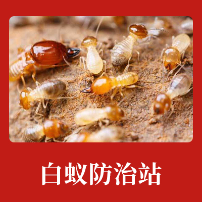杭州白蚁防治定点单位,家庭白蚁防治方法?