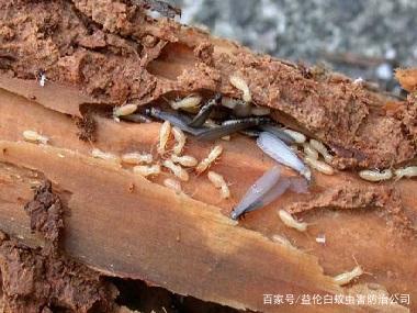 白蚁的危害以及白蚁防治方法介绍