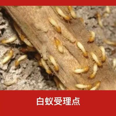 嘉兴市白蚁防治服务指南-电话与治理方法