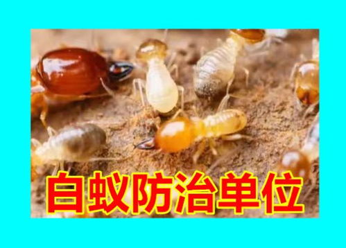 柯桥统一白蚁防治站 专业白蚁防治所,