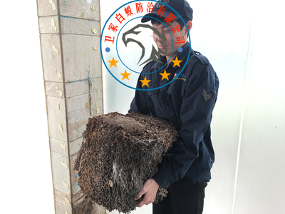 白蚁防治