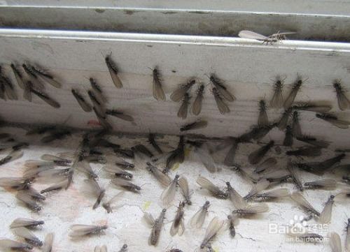 发现白蚁分飞孔怎么办