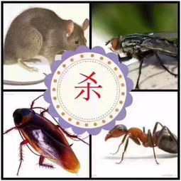 深圳市白蚁防治杀白蚁