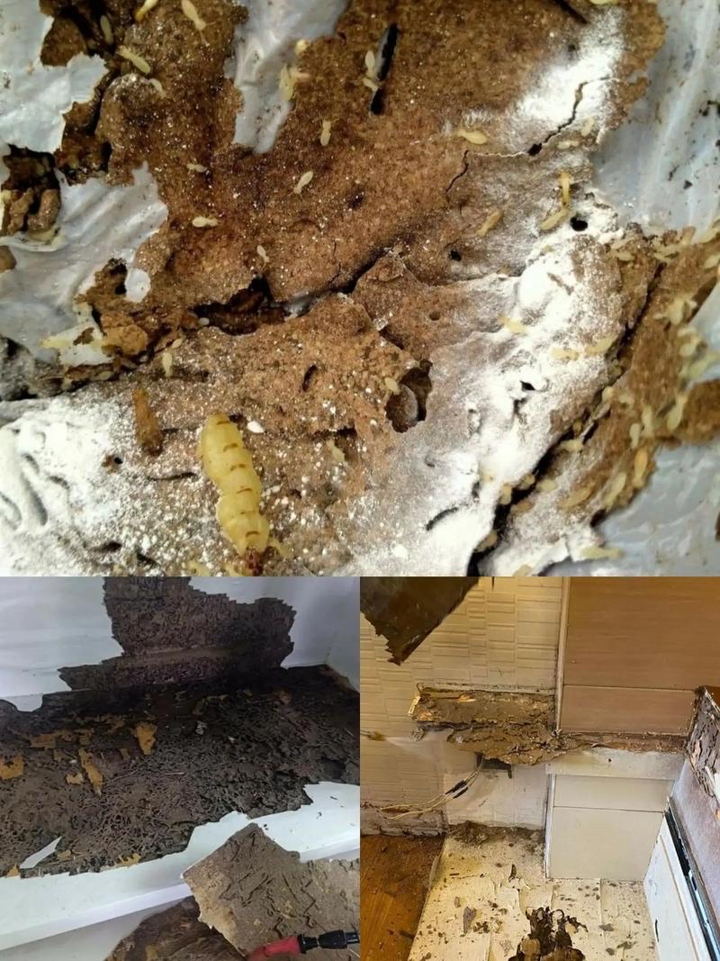 盐田区上门除白蚁灭杀白蚁电话400-9626-589 治理白蚁,白蚁防治机构