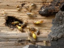 武汉江夏消杀公司 消毒杀虫 灭白蚁