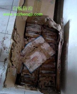 专业提供家居房屋的白蚁灭治法 工厂白蚁消杀