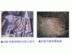 东莞虎门杀虫消毒白蚁防治,东莞虎门灭虫公司
