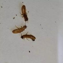 【黎川除白蚁公司新房白蚁防治】- 