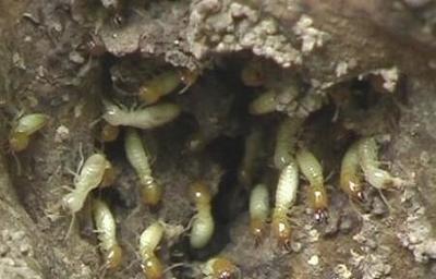 建筑后白蚁防治_建筑后白蚁防治收费-一虫
