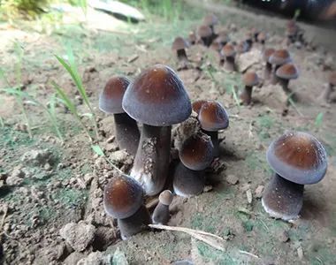 论鸡枞菌和白蚁的爱恨情仇