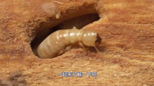 白蚁破坏力有多可怕 看50万只白蚁如何瞬间将房子变得千疮百孔