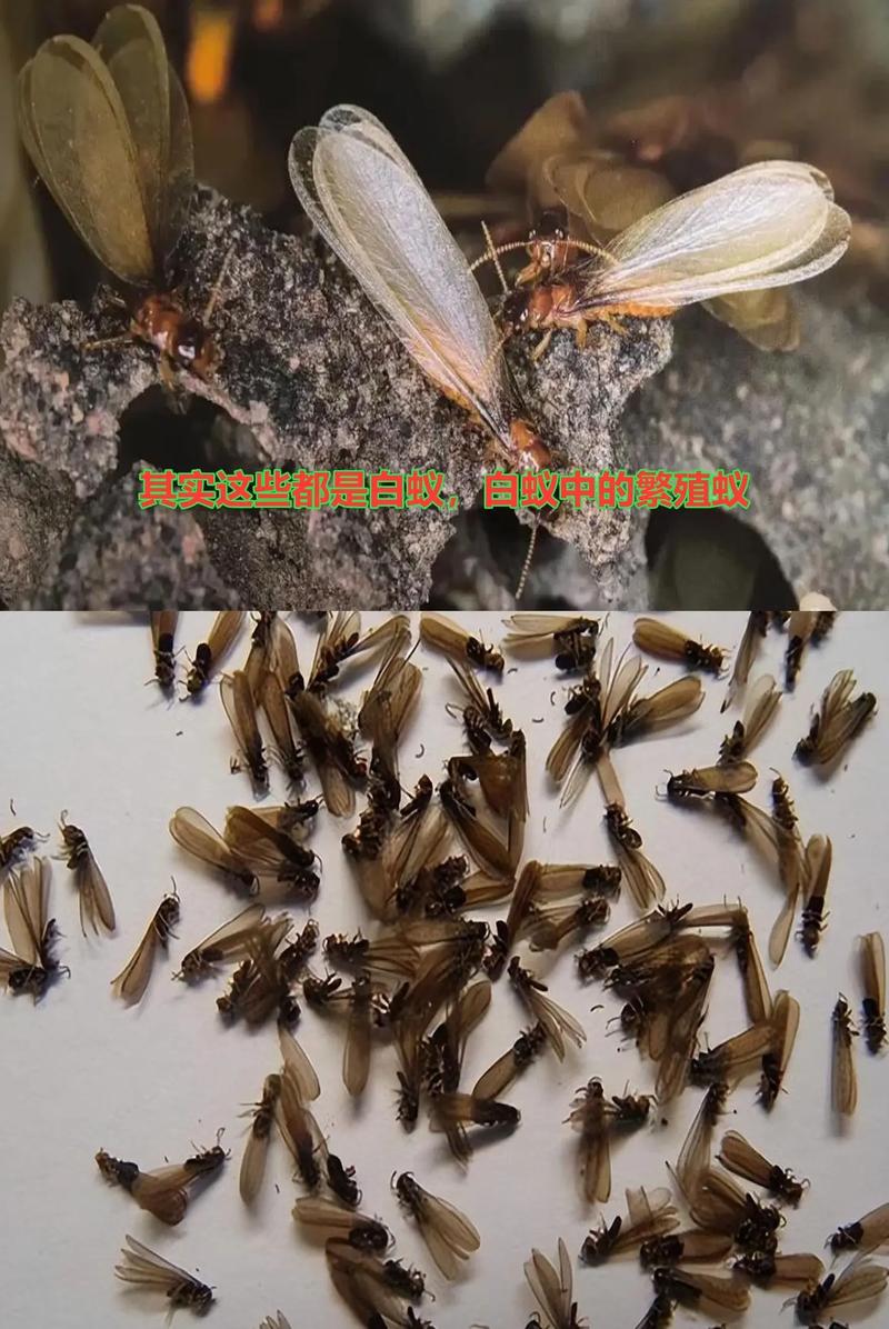 白蚁是什么样子?很多人认为所有白蚁都是白色的,其实不然,白蚁