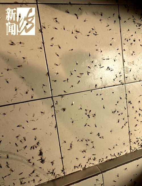 上海白蚁频现,家中防治指南与误区大揭秘