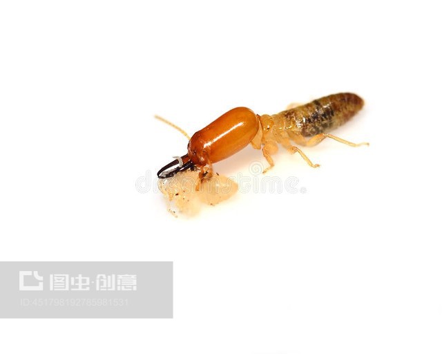 白蚁Termite
