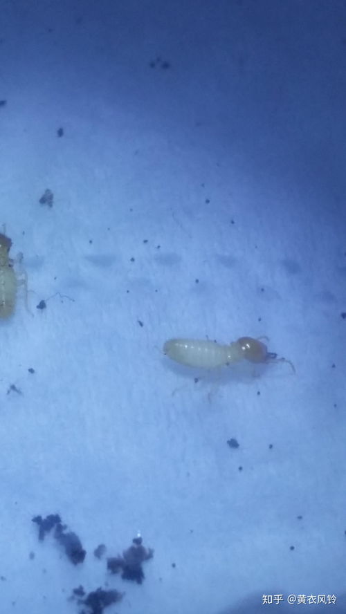 家里突然出现这样的虫子,是白蚁还是隐翅虫