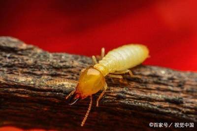 白蚁对温室气体的新认识,揭开不为人知的神秘面纱