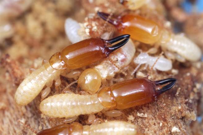 昆虫中的“活化石”!台湾中兴大学师生发现最新白蚁物种