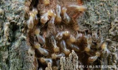 白蚁与光线的关系-畏光