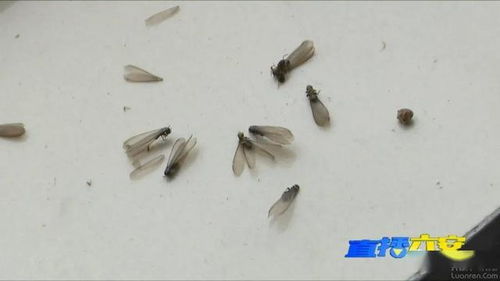 白蚁分飞季到了,六安居民发现白蚁直接拨打电话3925716,免费消杀