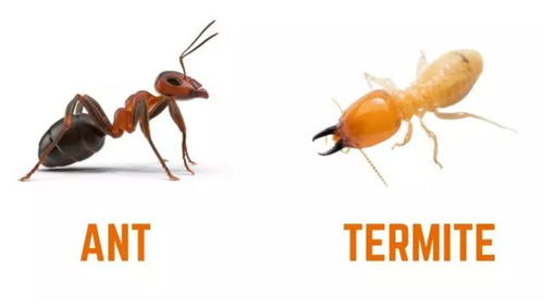 白蚁婚飞 地下的隐秘与天空的喧嚣