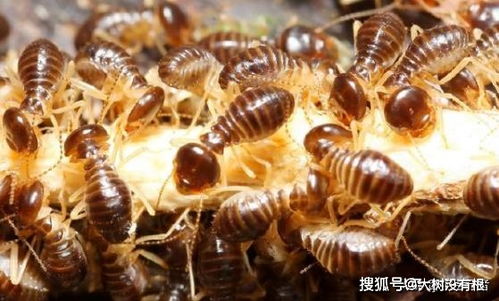 白蚁洞穴中的智慧 用粪便构建呼吸系统