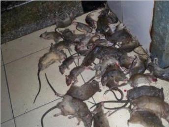 全武汉小区、工厂、医院、酒店、办公楼白蚁防治与四害消杀及保洁清洗服务