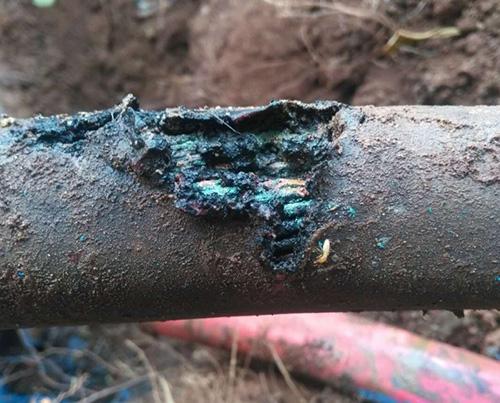 海南百强企业卷烟厂8月19日电力设备抢修纪实 白蚁隐患的警示与应对