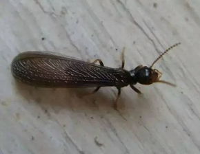 白蚁 看似渺小却危害巨大的社会性昆虫