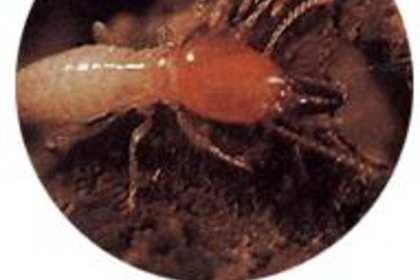 白云区家庭如何有效防治白蚁 全面指南