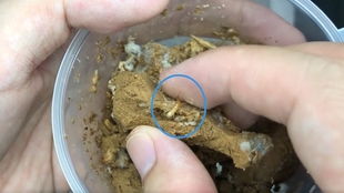 黑翅土白蚁换巢及入巢后行为观察记录