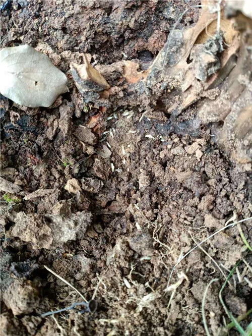 武汉厂房白蚁防治 专业灭蚁与木结构保护