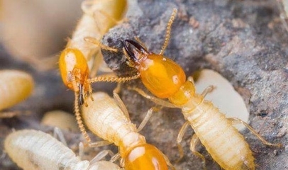 探秘全球蚂蚁 数量与规模之最