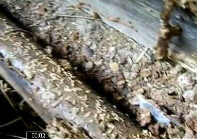 湖南散白蚁的危害与防治