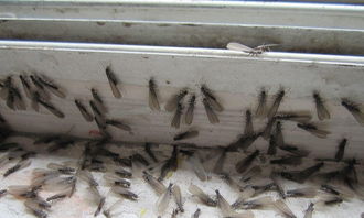 白蚁防治公司推荐 科学预防白蚁的有效方法