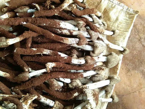 白蚁窝中的珍宝——探寻山野间的菌中贵族