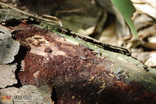 翠屏山白蚁成灾的成因与防治对策
