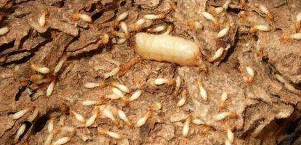 珠海金鹰教您如何有效预防白蚁