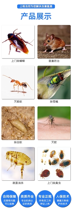 成都宾馆虫害防治指南 消杀服务、灭鼠收费与白蚁处理全解析