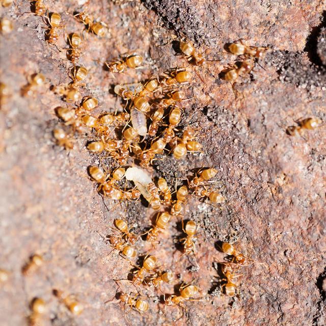 让你惊叹的白蚁王国（微观世界·一）