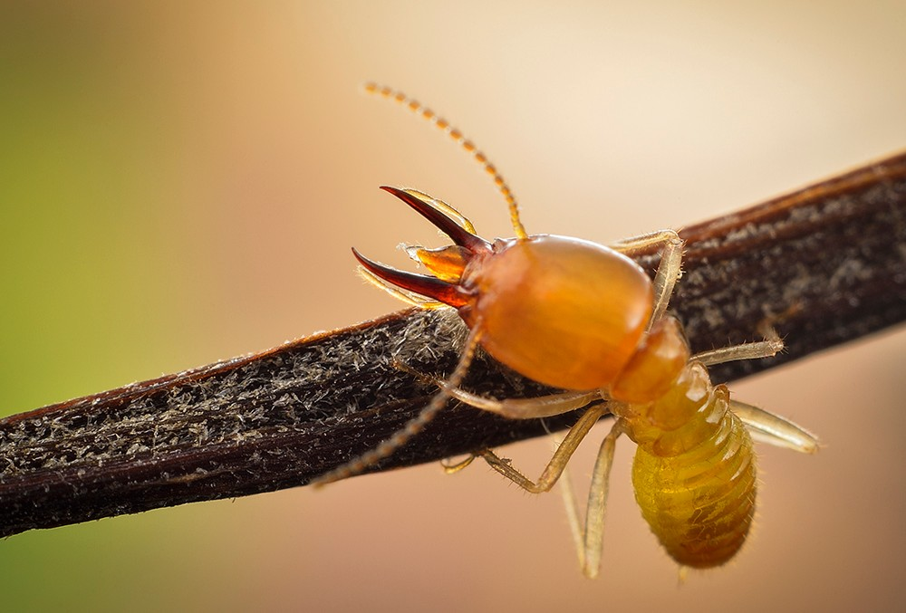 白蚁与蚂蚁 远亲还是近邻？