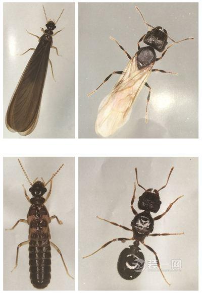 春季白蚁纷飞高峰期来袭 南京多户居民装潢遭蛀毁