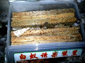 白蚁 隐秘的建筑师与生态守护者