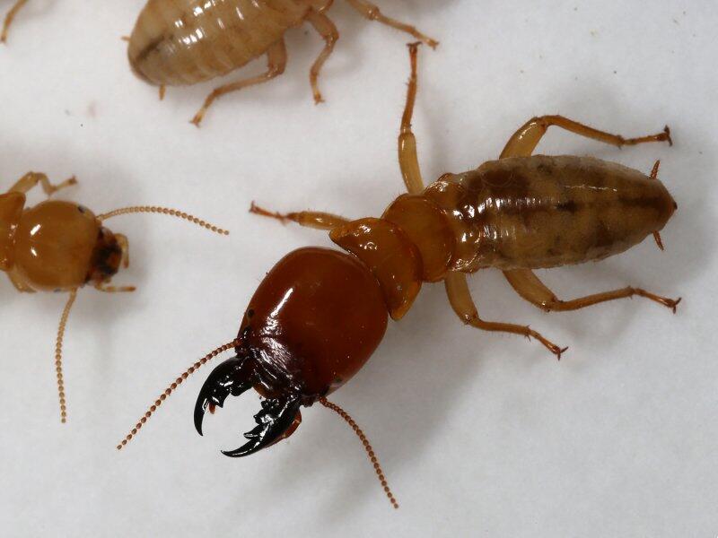 探秘隐秘王国 那些鲜为人知的白蚁图鉴